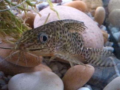 反游貓能跟龍魚混養嗎？：反游貓能與龍魚混養取決于多種因素反游貓能與龍魚混養嗎
