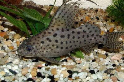 反游貓能跟龍魚混養嗎？：反游貓能與龍魚混養取決于多種因素反游貓能與龍魚混養嗎