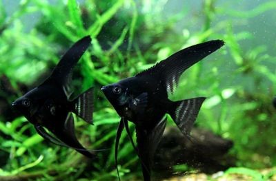 反游貓能跟龍魚混養嗎？：反游貓能與龍魚混養取決于多種因素反游貓能與龍魚混養嗎