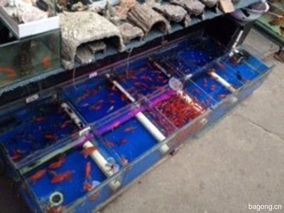 上海水族批發市場vs祥龍魚場（上海水族批發市場）