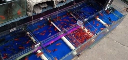上海水族批發市場vs祥龍魚場（上海水族批發市場）