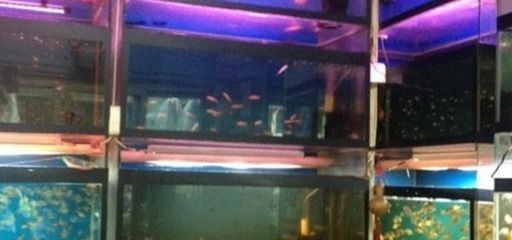 上海水族批發市場vs祥龍魚場（上海水族批發市場）