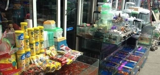 上海水族批發市場vs祥龍魚場（上海水族批發市場）