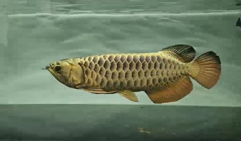 QQ20250930-092729.png 極品古典過背金龍魚2025 古典過背金龍魚
