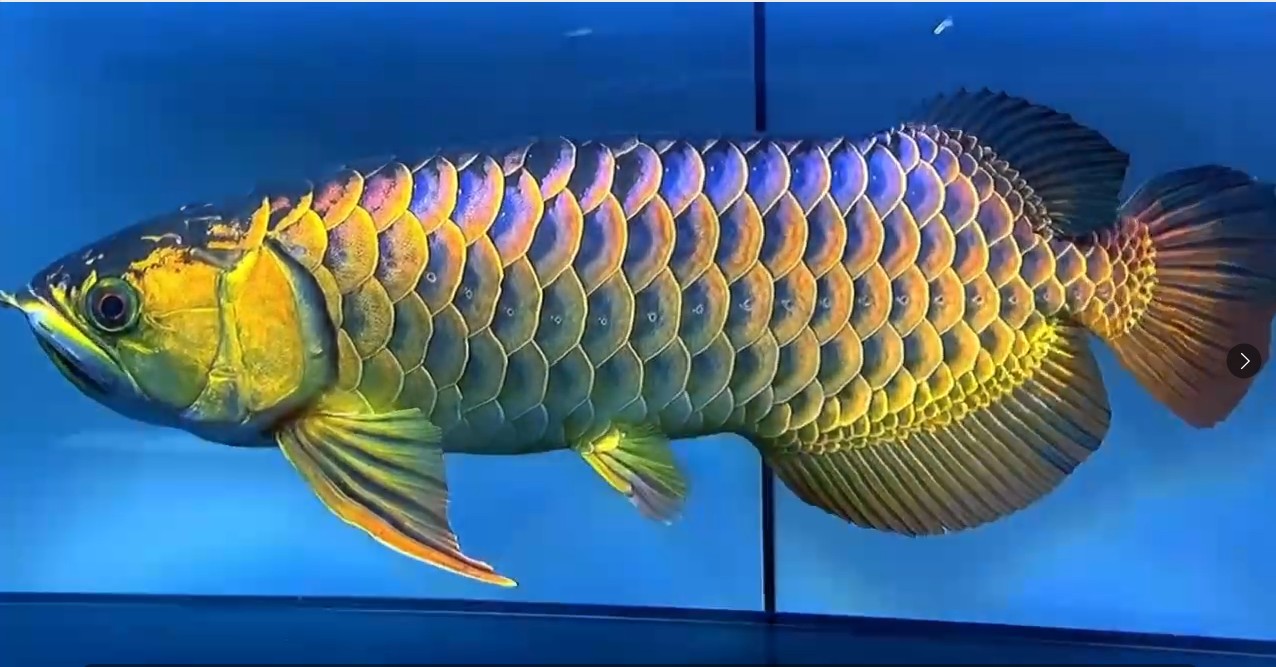 藍底炮頭古典過背金龍魚2025