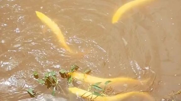 黃化白子銀龍魚多少錢（銀龍魚市場價格走勢,觀賞魚市場熱門品種,如何辨別優質銀龍魚）