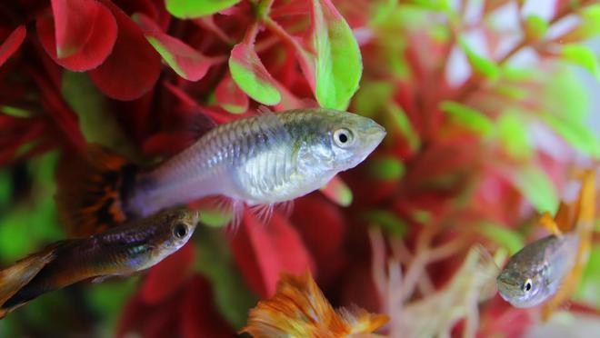 登封市告成鎮水族花卉門市（登封市告成鎮水族花卉門市電話）