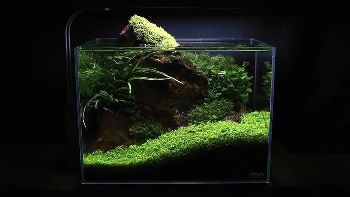魚缸用增氧泵價格是多少:魚缸增氧機(jī)-xtrac增氧機(jī)-xtrac增氧機(jī) 沈陽魚缸批發(fā)市場(沈陽魚缸批發(fā)市場價格對比沈陽魚缸批發(fā)市場價格對比) 龍魚百科 沈陽魚缸批發(fā)市場(沈陽魚缸批發(fā)市場價格對比沈陽魚缸批發(fā)市場價格對比) 沈陽魚缸批發(fā)市場(沈陽魚缸批發(fā)市場價格對比沈陽魚缸批發(fā)市場價格對比) 龍魚百科