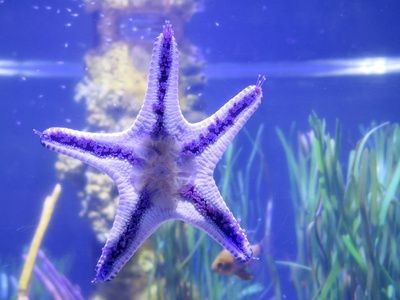 魚缸中養殖海星是否能在魚缸中存活，海星是否能在魚缸中存活：養殖海星需要注意什么？