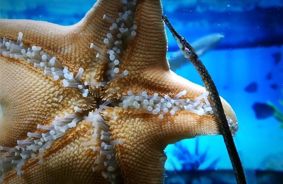 魚缸中養殖海星是否能在魚缸中存活，海星是否能在魚缸中存活：養殖海星需要注意什么？