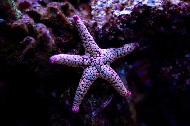 魚缸中養殖海星是否能在魚缸中存活，海星是否能在魚缸中存活：養殖海星需要注意什么？