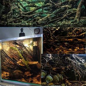 龍魚缸放沉木的利弊：龍魚缸放沉木有哪些利弊？