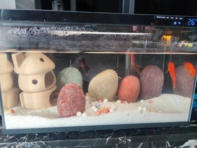 小米畫法幾何魚缸加熱棒怎么調(diào)溫度：小米畫法幾何魚缸加熱棒怎么調(diào)溫度魚缸加熱棒常規(guī)方法 小米畫法幾何魚缸加熱棒怎么調(diào)溫度：小米畫法幾何魚缸加熱棒怎么調(diào)溫度魚缸加熱棒常規(guī)方法 魚缸百科 第1張