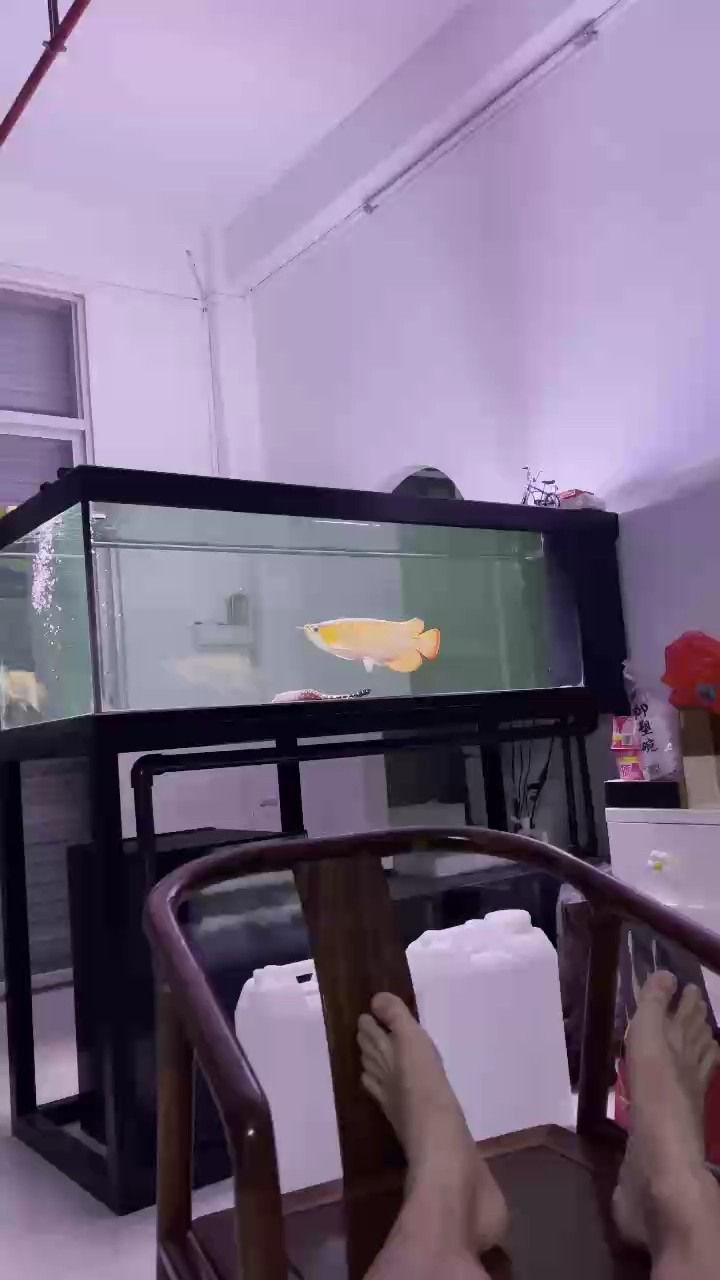 深夜聽曲、賞魚