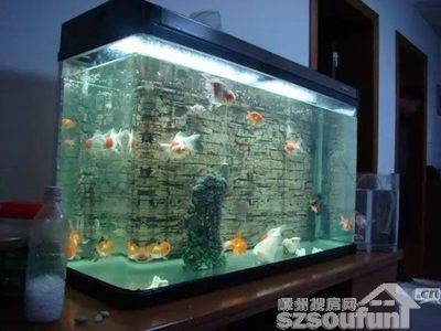 風(fēng)水魚的選擇與意義：如何利用魚缸提升家居財(cái)運(yùn)