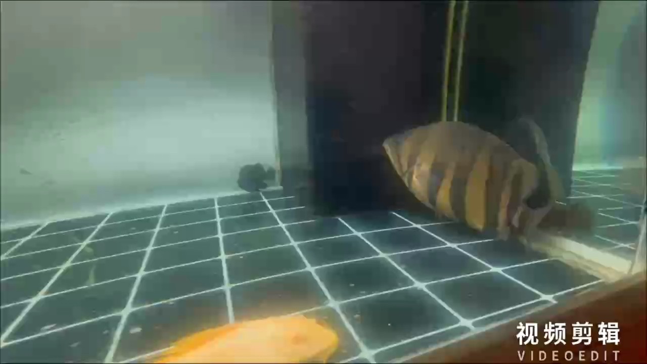 龍魚鱗片上長出白色絮狀物是什么：龍魚鱗片上出現白色絮狀物可能是疾病的表現引起的 龍魚鱗片上長出白色絮狀物是什么：龍魚鱗片上出現白色絮狀物可能是疾病的表現引起的 龍魚百科