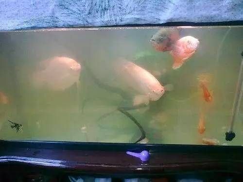 魚缸養護攻略：新魚缸養護全攻略 魚缸養護攻略：新魚缸養護全攻略 魚缸百科 第3張