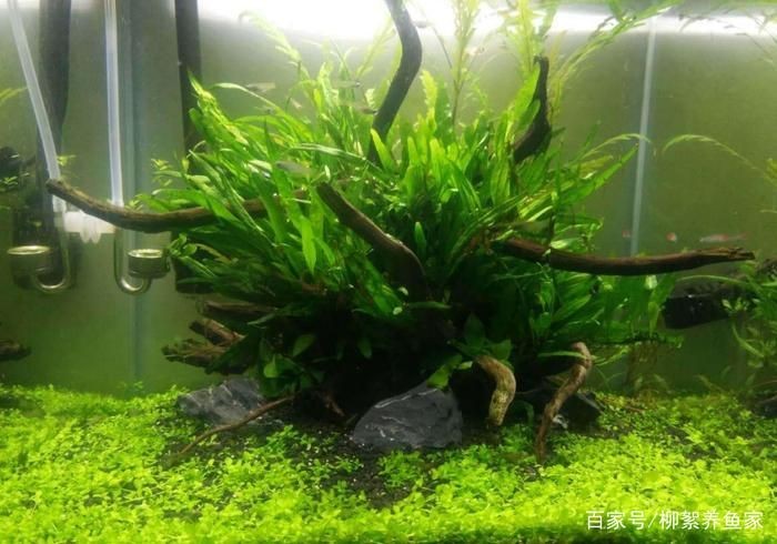 魚缸養護攻略：新魚缸養護全攻略 魚缸養護攻略：新魚缸養護全攻略 魚缸百科 第2張