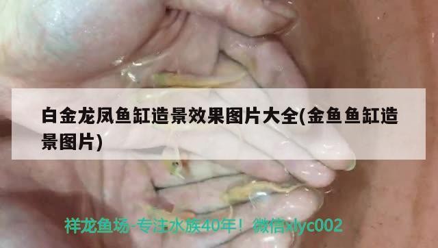雷州市雷城良品花店
