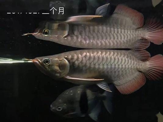龍魚喂什么便宜，龍魚的飼養是一個需要細致考慮的過程 龍魚喂什么便宜，龍魚的飼養是一個需要細致考慮的過程 龍魚百科 第4張