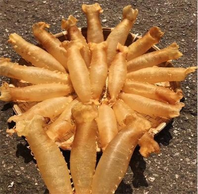 魚缸養(yǎng)多少魚最好（魚缸養(yǎng)魚風(fēng)水講究家庭魚缸水質(zhì)維護(hù)方法）
