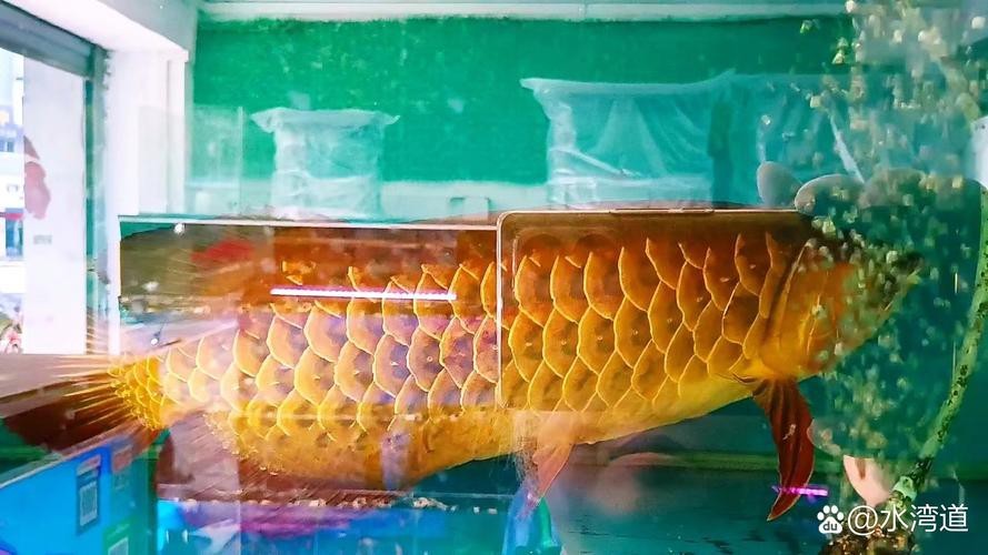 金龍魚怎么看品相好壞圖片