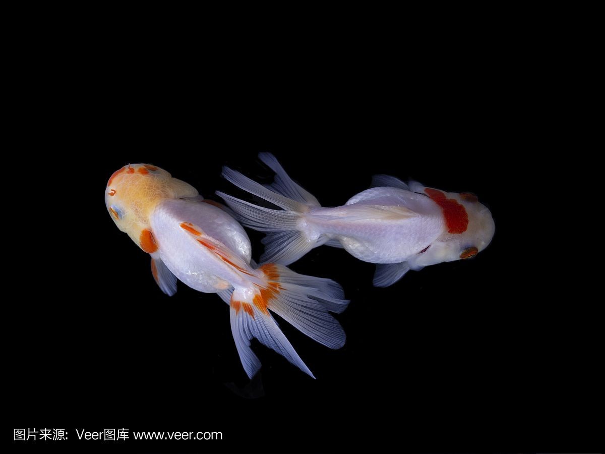 黑色背景魚缸的養(yǎng)護技巧在設(shè)計黑背魚缸中養(yǎng)護技巧：如何在黑色背景魚缸中養(yǎng)出美麗的植物