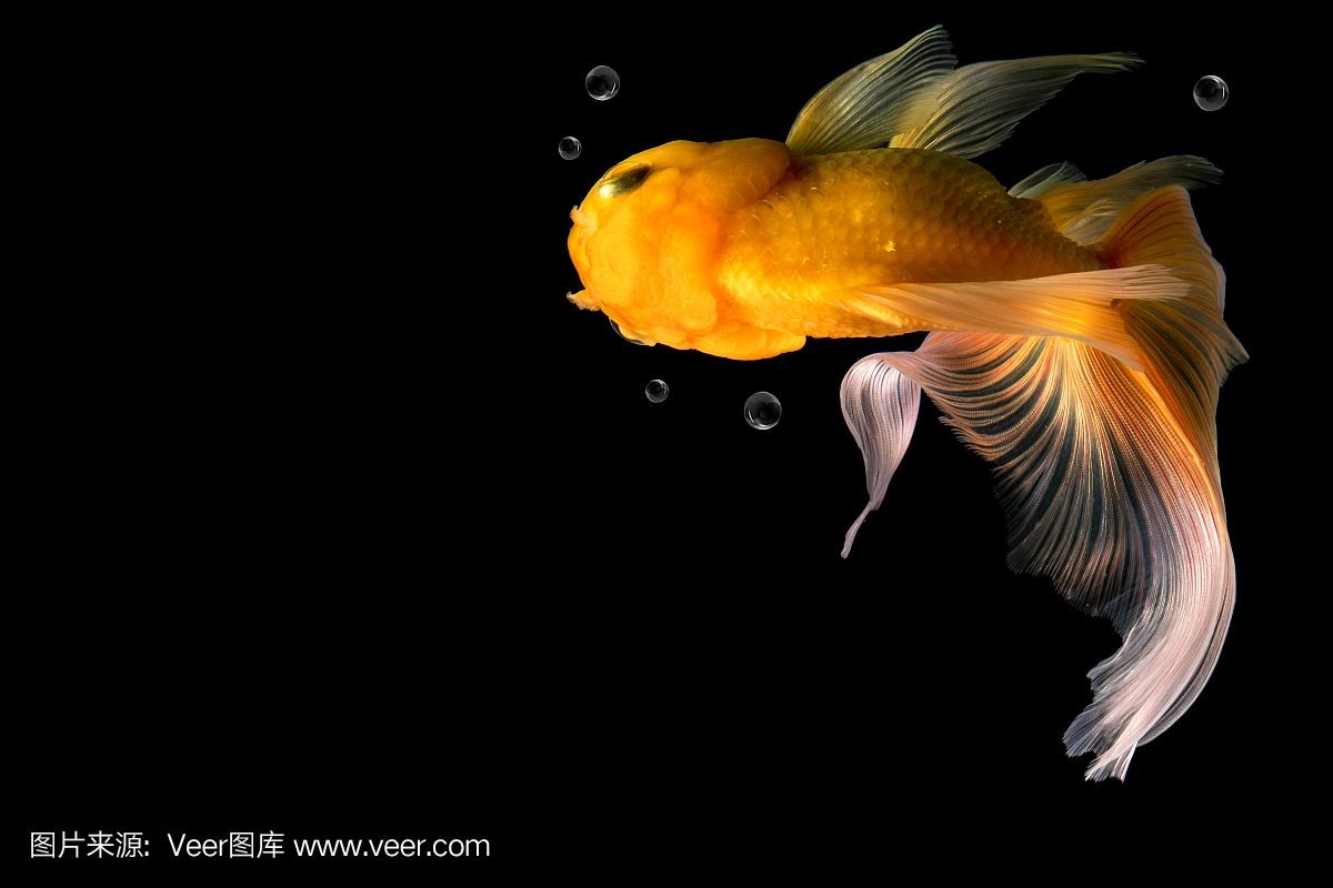 黑色背景魚缸的養(yǎng)護技巧在設(shè)計黑背魚缸中養(yǎng)護技巧：如何在黑色背景魚缸中養(yǎng)出美麗的植物