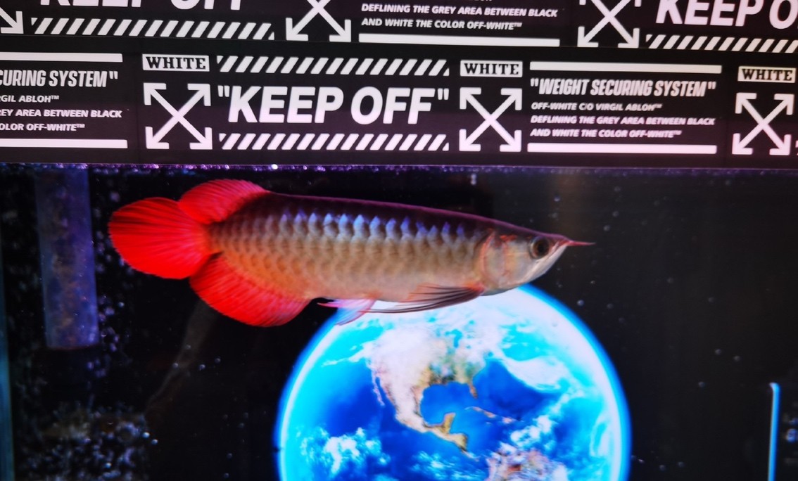 求各路大佬看一看這條魚是阿古斯紅龍嗎