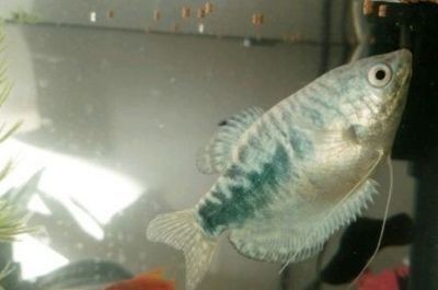 龍魚為什么在氧氣堆里不出來：為什么龍魚在氧氣堆里不出來？ 龍魚為什么在氧氣堆里不出來：為什么龍魚在氧氣堆里不出來？ 龍魚百科