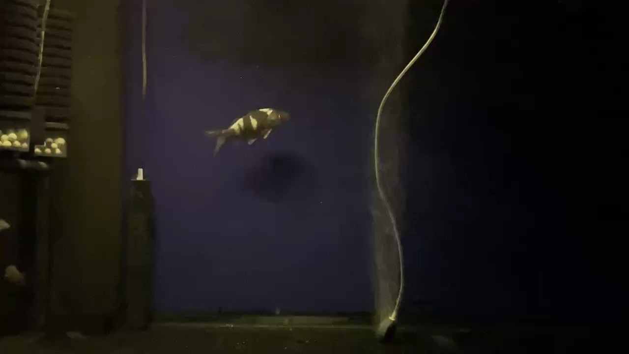 魚缸用增氧泵價(jià)格是多少:魚缸增氧機(jī)-xtrac增氧機(jī)-xtrac增氧機(jī) 土炮 龍魚論壇 土炮 土炮 龍魚論壇