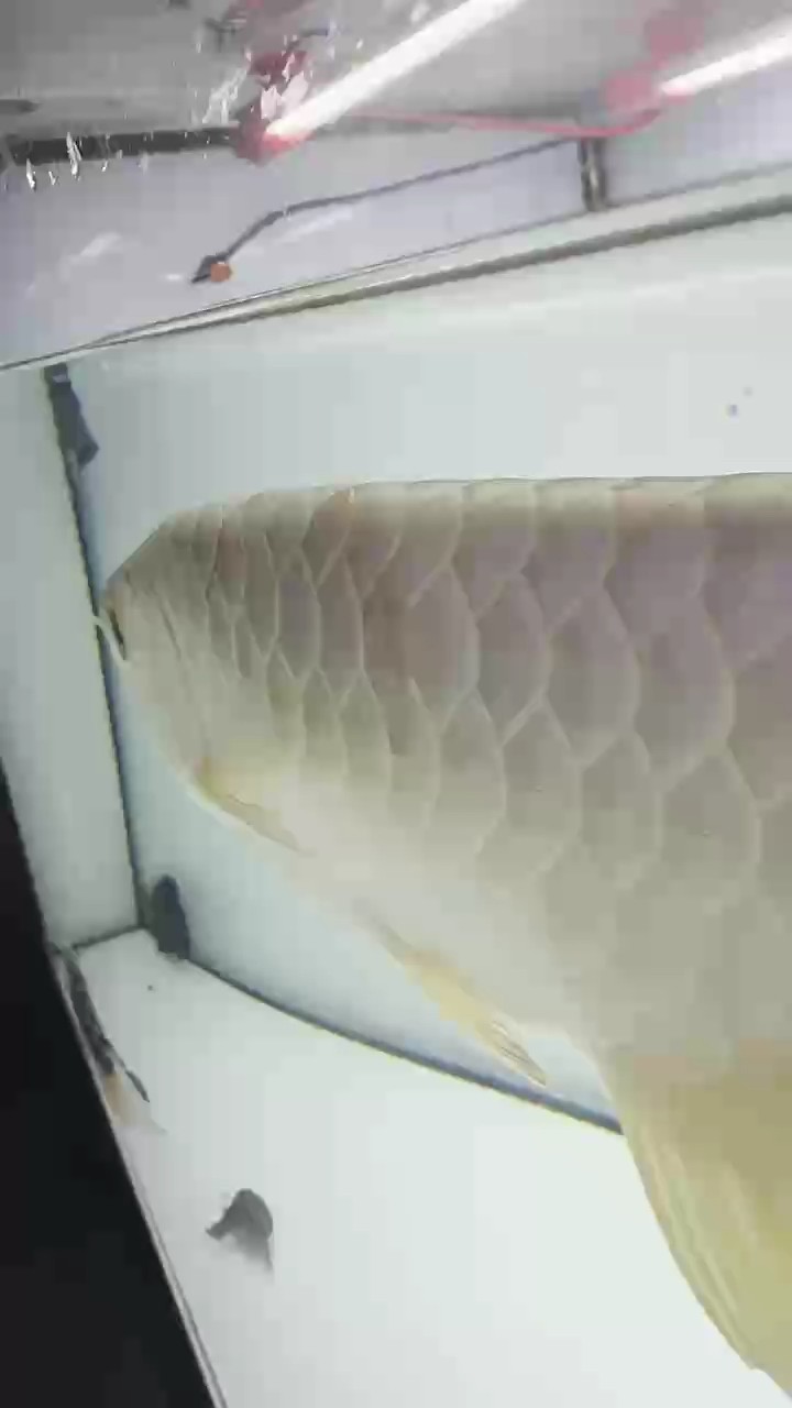 金龍魚 魟魚