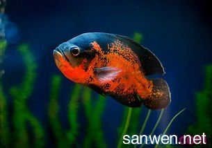 金龍魚(yú)怎么叫的視頻：金龍魚(yú)怎么叫，探索神秘魚(yú)類的語(yǔ)言與傳說(shuō)