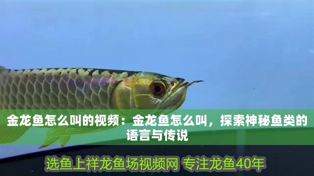 金龍魚(yú)怎么叫的視頻：金龍魚(yú)怎么叫，探索神秘魚(yú)類的語(yǔ)言與傳說(shuō)