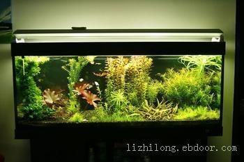 上海魚(yú)缸制作（上海魚(yú)缸制作,崇安區(qū)鴻顏水族器材經(jīng)營(yíng)部） 上海魚(yú)缸制作（上海魚(yú)缸制作,崇安區(qū)鴻顏水族器材經(jīng)營(yíng)部） 魚(yú)缸百科 第4張