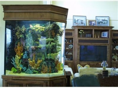 上海魚(yú)缸制作（上海魚(yú)缸制作,崇安區(qū)鴻顏水族器材經(jīng)營(yíng)部） 上海魚(yú)缸制作（上海魚(yú)缸制作,崇安區(qū)鴻顏水族器材經(jīng)營(yíng)部） 魚(yú)缸百科 第5張