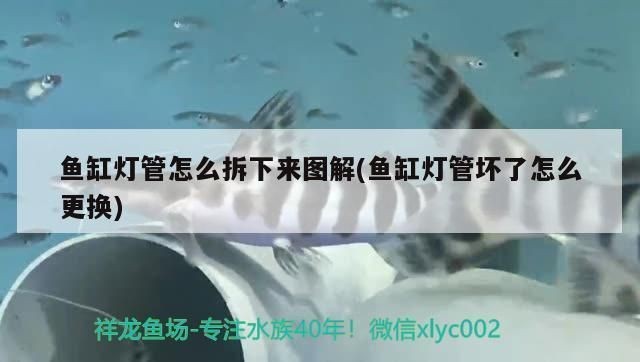 起源紀魚缸燈壞了怎么辦：詳情起源紀魚缸燈壞了怎么辦