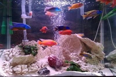 好魚缸不用換水嗎（好魚缸不用換水嗎關于“好魚缸”是否需要換水的問題）