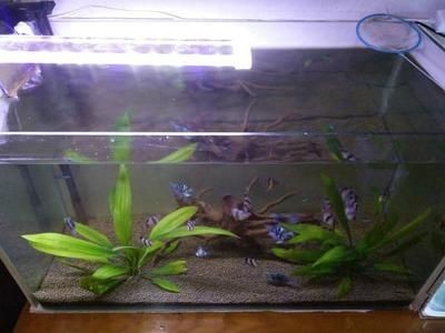 好魚缸不用換水嗎（好魚缸不用換水嗎關于“好魚缸”是否需要換水的問題）