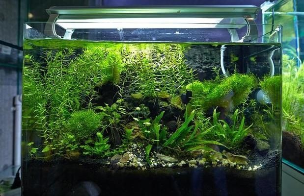 魚缸怎么選購，如何計算魚缸的承重能力