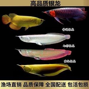 7彩銀龍魚(yú)苗（七彩銀龍魚(yú)苗價(jià)格）