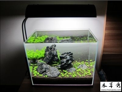 床頭放魚缸養魚好嗎:臥室養魚改善睡眠方法 魚缸百科 第5張 床頭放魚缸養魚好嗎:臥室養魚改善睡眠方法 床頭放魚缸養魚好嗎:臥室養魚改善睡眠方法 魚缸百科 第5張