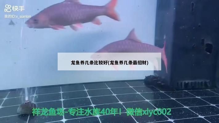 養龍魚養幾條招財最好：養龍魚招財的數量