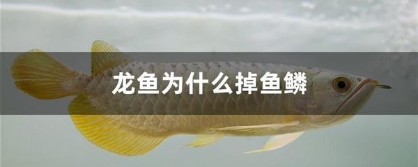 紅龍魚背景用什么顏色好呢圖片大全（紅龍魚背景用什么顏色好呢圖片大全視頻）