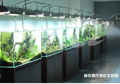 魚缸十大品牌排行榜前十名魚缸十大品牌排行榜前十名：國際魚缸十大品牌大全