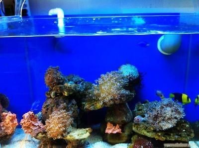 海水魚缸的價格范圍和養(yǎng)護技巧：海水魚缸價格可以根據(jù)不同尺寸、材質(zhì)和配置有很大差異 海水魚缸的價格范圍和養(yǎng)護技巧：海水魚缸價格可以根據(jù)不同尺寸、材質(zhì)和配置有很大差異 魚缸百科 第1張