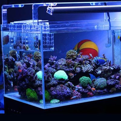 海水魚缸的價格范圍和養(yǎng)護技巧：海水魚缸價格可以根據(jù)不同尺寸、材質(zhì)和配置有很大差異 海水魚缸的價格范圍和養(yǎng)護技巧：海水魚缸價格可以根據(jù)不同尺寸、材質(zhì)和配置有很大差異 魚缸百科 第3張