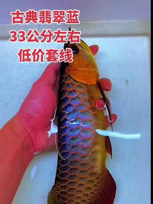 藍底金龍魚發色過程圖片