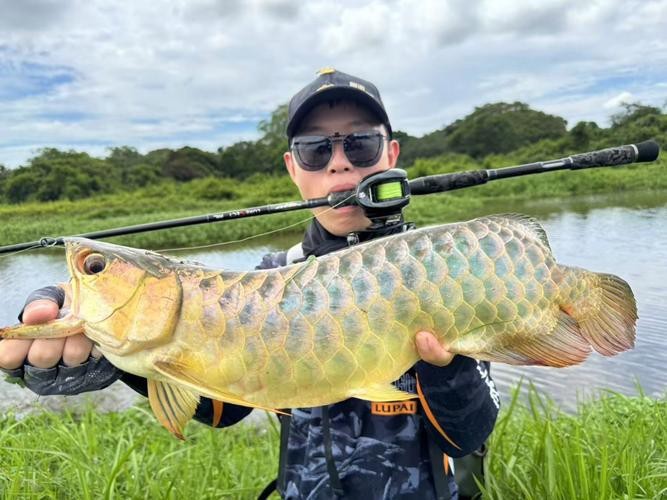 藍底金龍魚發色過程圖片