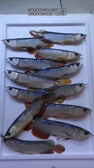 藍底金龍魚發色過程圖片